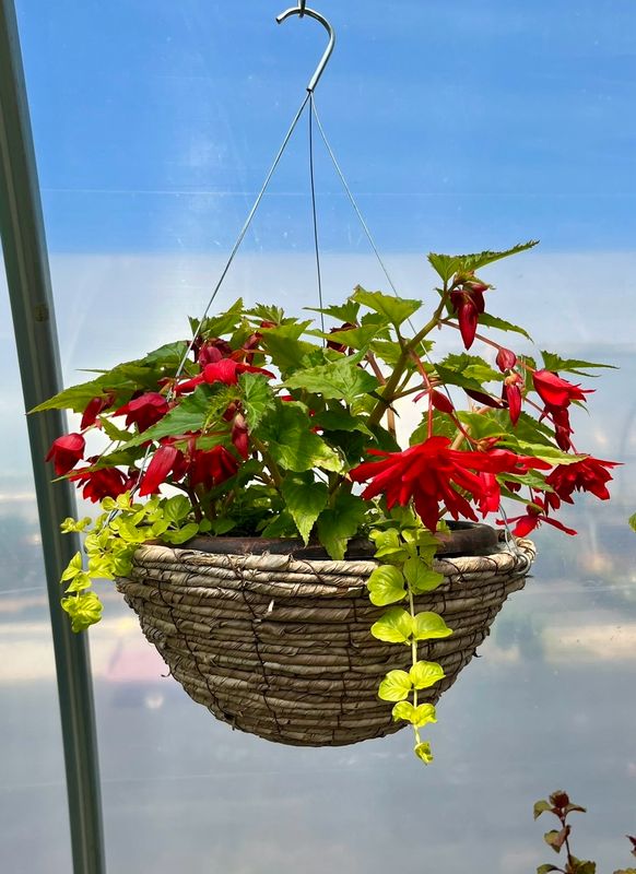 Begonia - Illumination: Scarlet