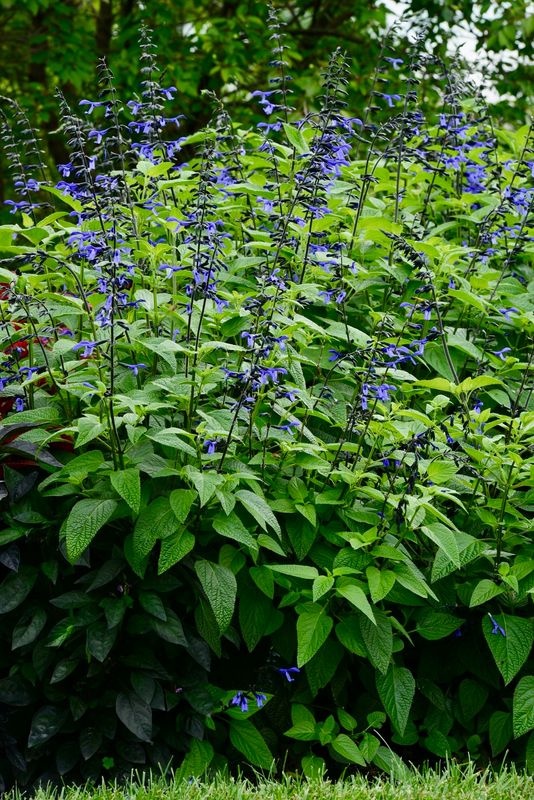 Salvia: Black &amp; Bloom