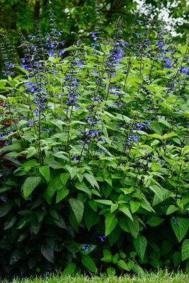 Salvia: Black & Bloom