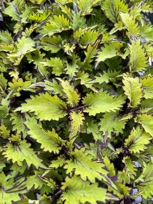 Coleus - Main Street: Rodeo Drive