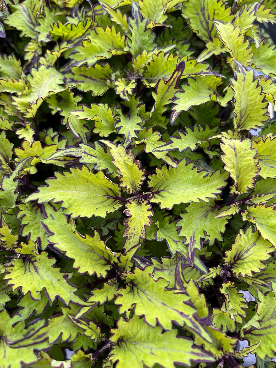 Coleus - Main Street: Rodeo Drive