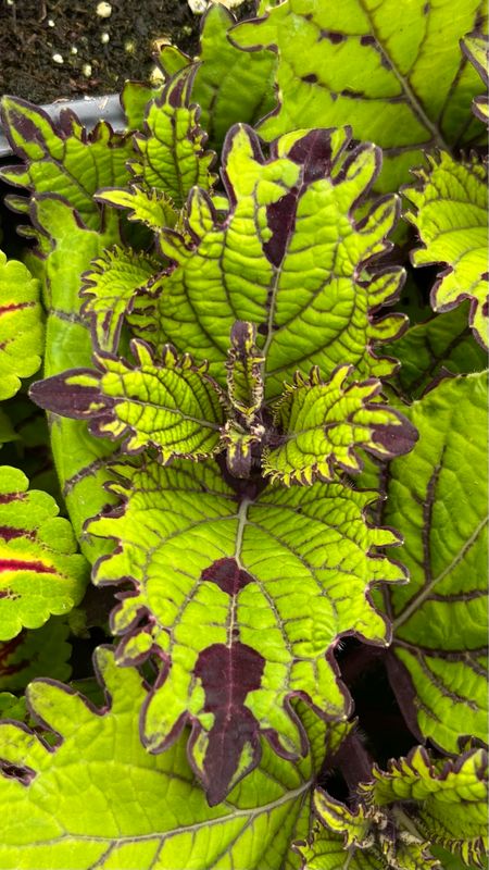 Coleus - Under the Sea: Fish Net