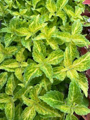 Coleus - Main Street: River Walk