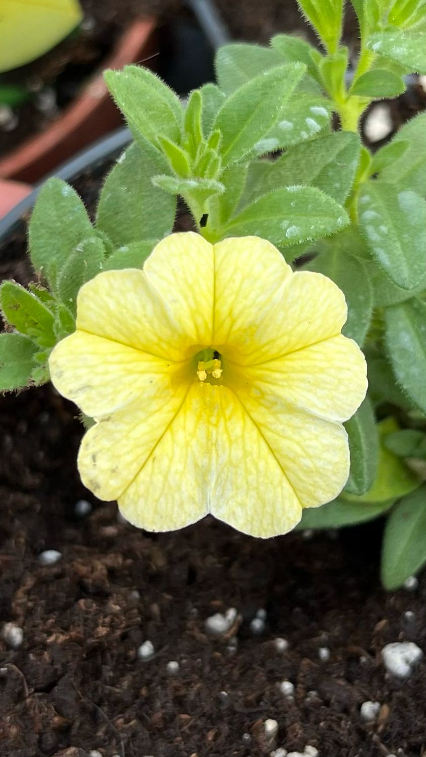 Calibrachoa - Colibri: Lemon