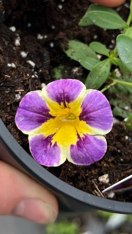 Calibrachoa - Caliloco: Plum Trouble