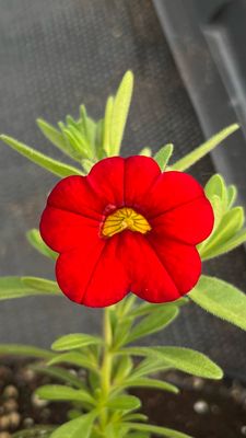 Calibrachoa - MiniFamous: Neo Vampire
