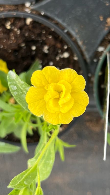 Calibrachoa - Aloha: Double Citric
