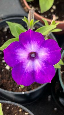Petunia - Supertunia: Tiara Blue
