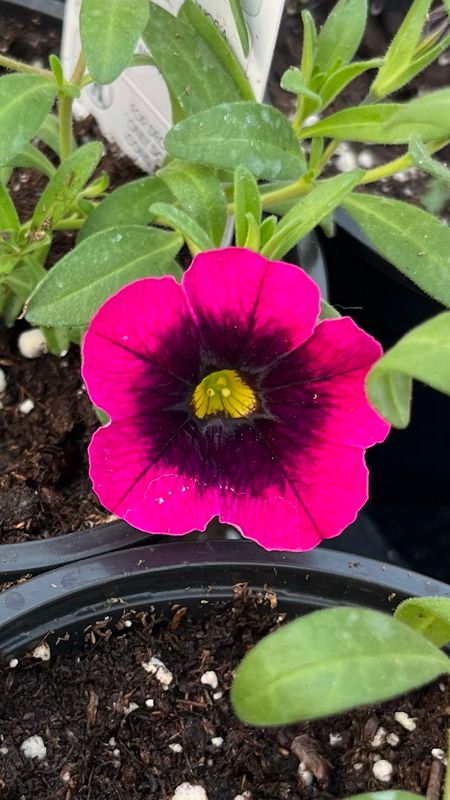 Calibrachoa - Caliloco: Dracula