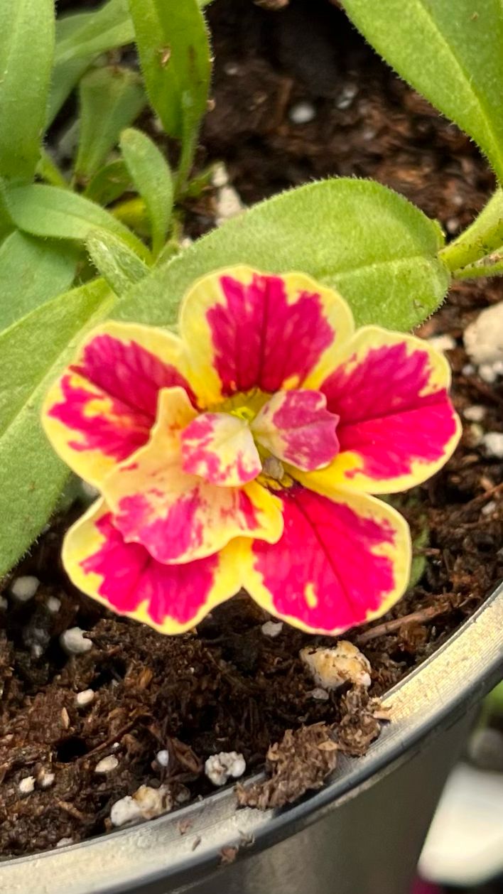 Calibrachoa - Candy Shop: Double Candy Bouquet