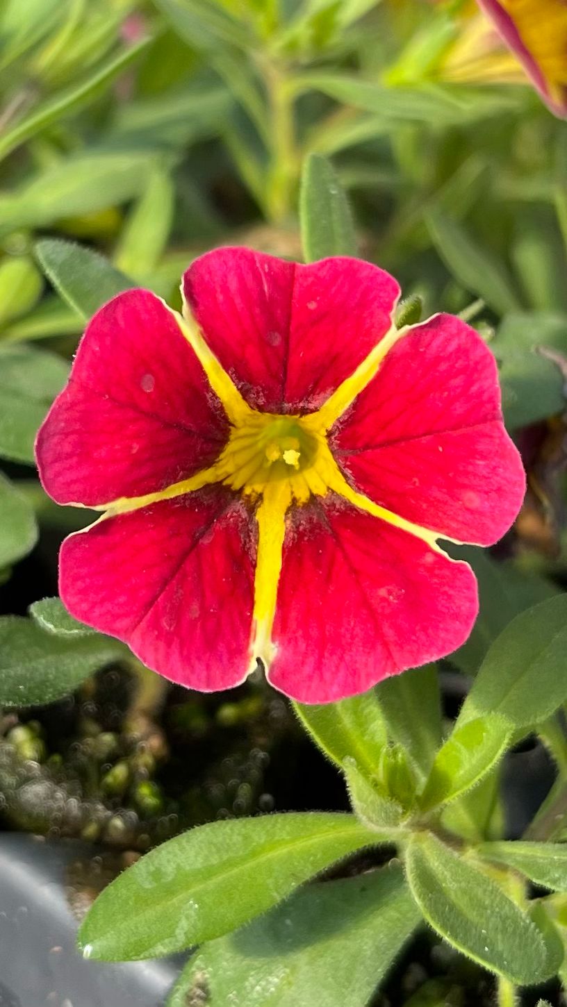Calibrachoa - MiniFamous: Neo Red Hawaii