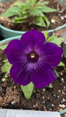 Petunia - Supertunia: Royal Velvet