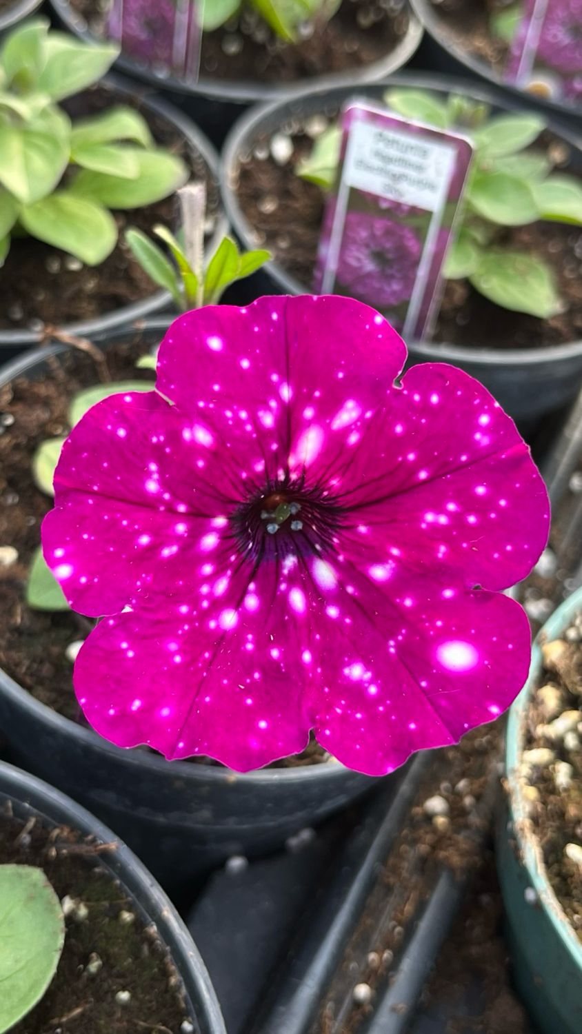 Petunia - Headliner: Electric Purple Sky