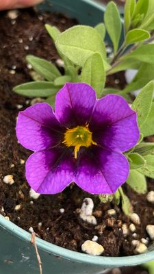 Calibrachoa - Eyecatcher: Purple