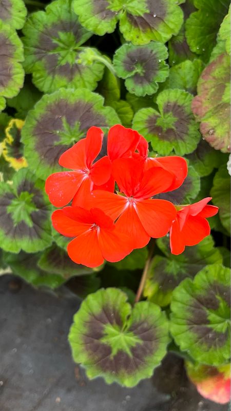 Geranium - Brocade: Fire Night