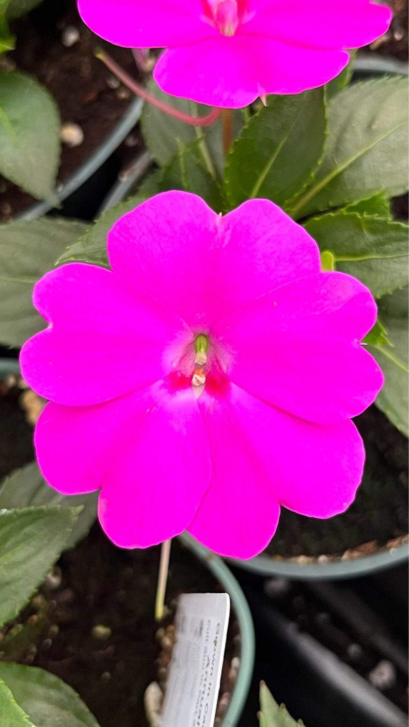 Impatiens - Sunpatiens: Compact Lilac