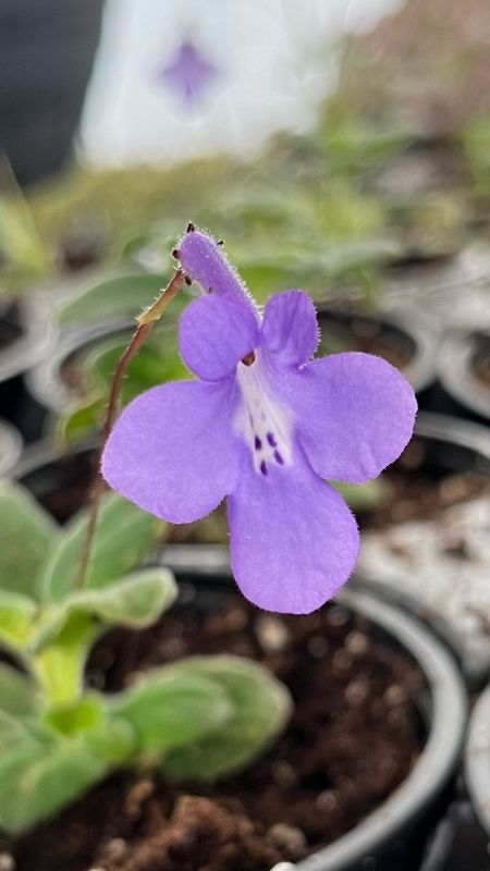 Streptocarpella: Concord Blue