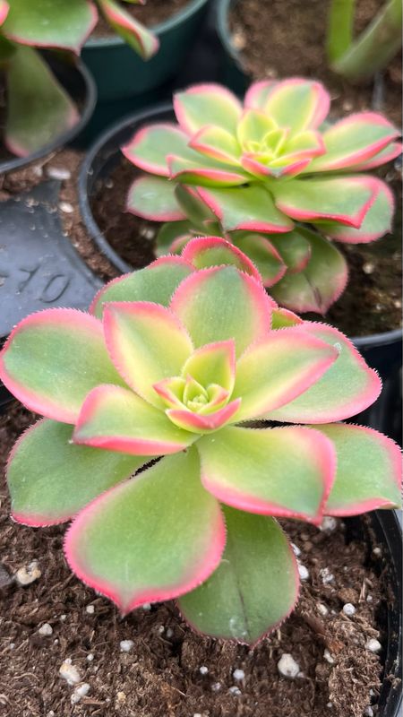 Aeonium: Kiwi