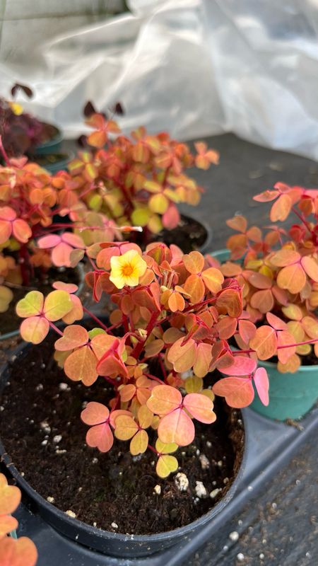 Oxalis: Molten Lava