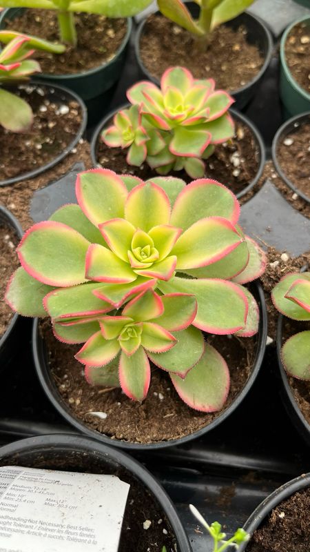 Aeonium: Kiwi