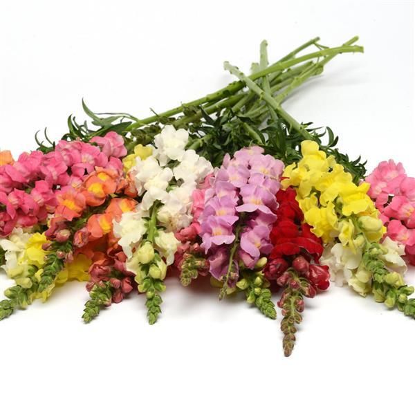 Snapdragon: Rocket Mix