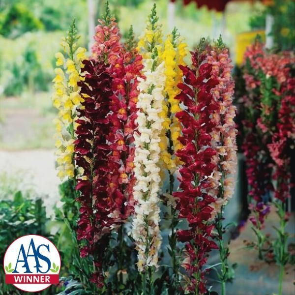 Snapdragon: Rocket Mix