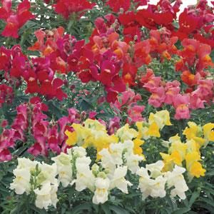 Snapdragon: Floral Showers Mix