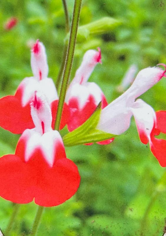 Salvia: Hot Lips