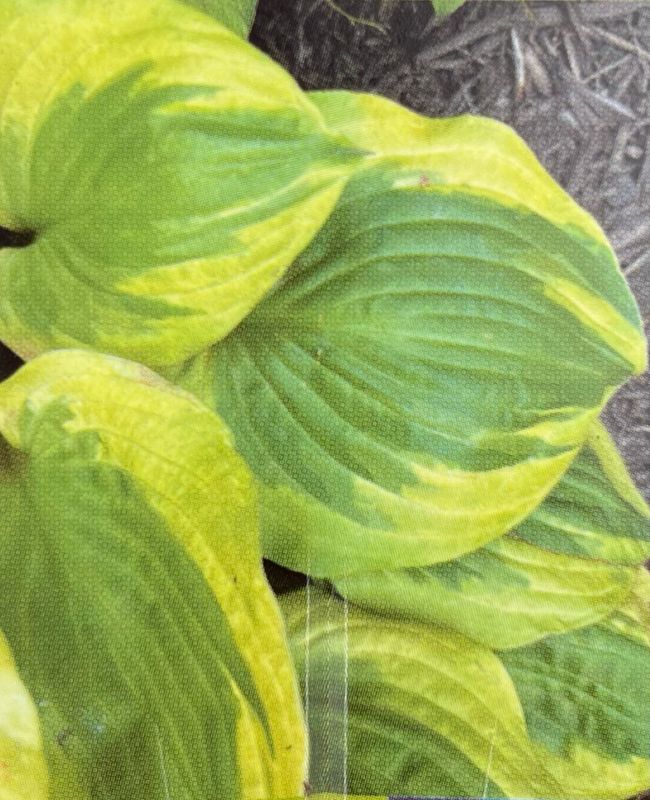 Hosta: Climax