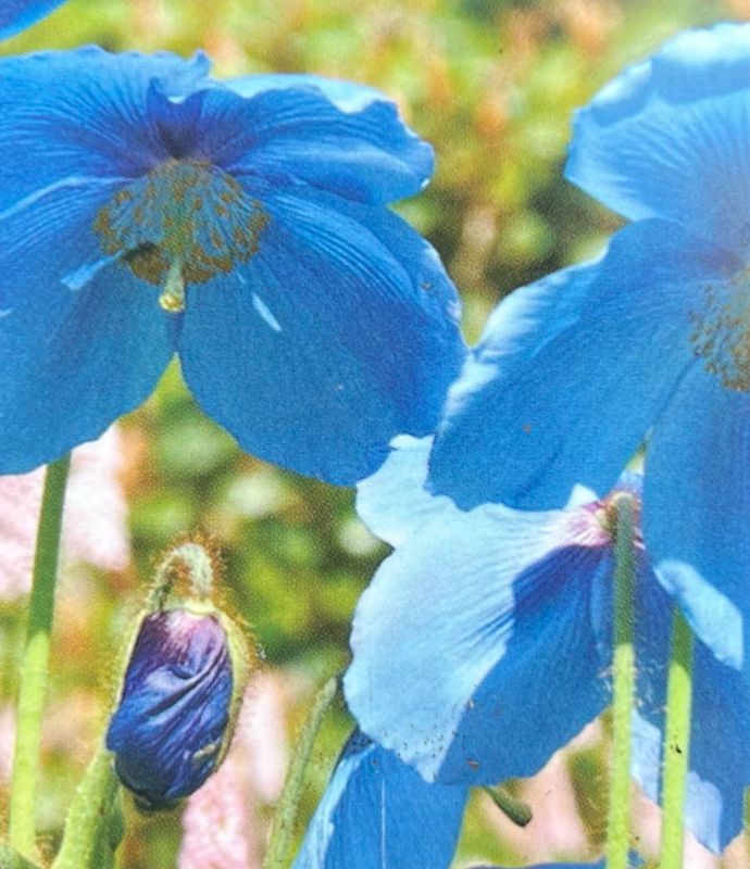 Meconopsis: Lingholm (Blue Poppy)