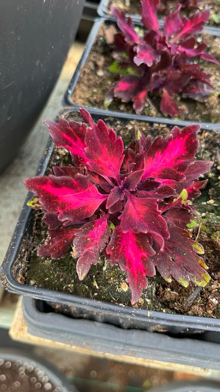 Coleus - FlameThrower: Adobo Pink