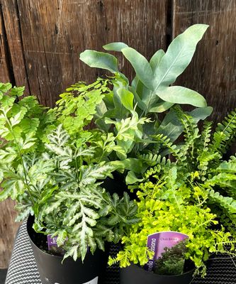 Ferns (Tropical)
