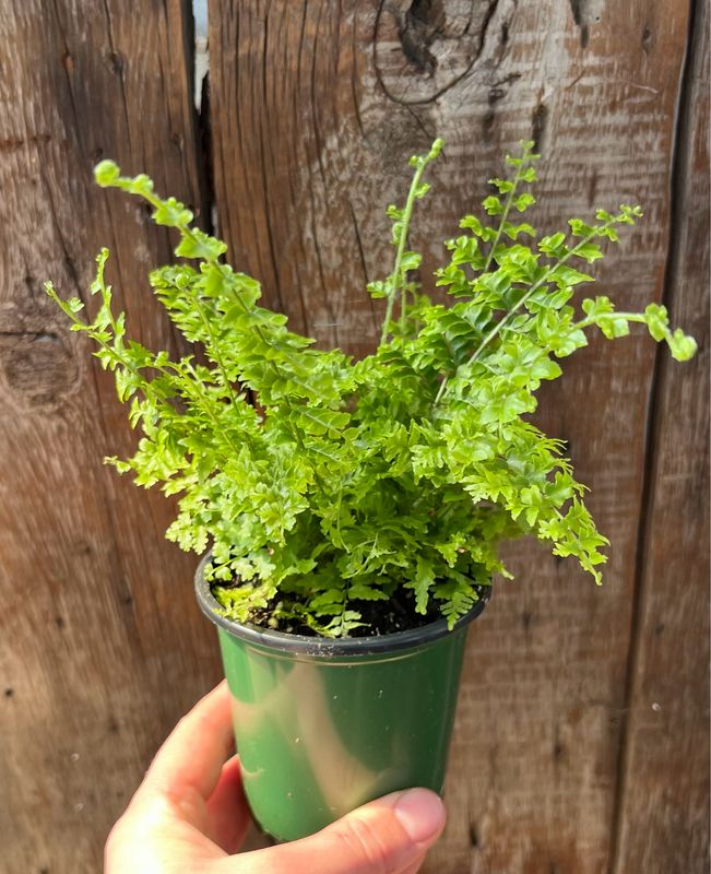 Fern: Green Fantasy