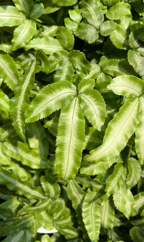Fern: Ribbon