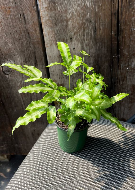 Fern: Ribbon