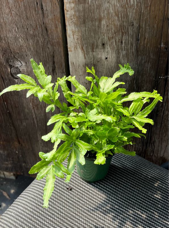 Fern: Mayi