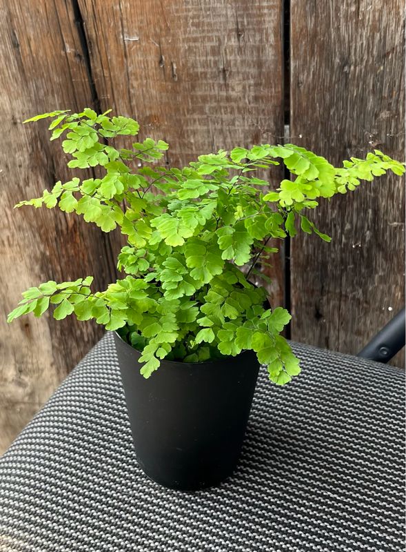 Fern - Maidenhair: Fritz Luthi