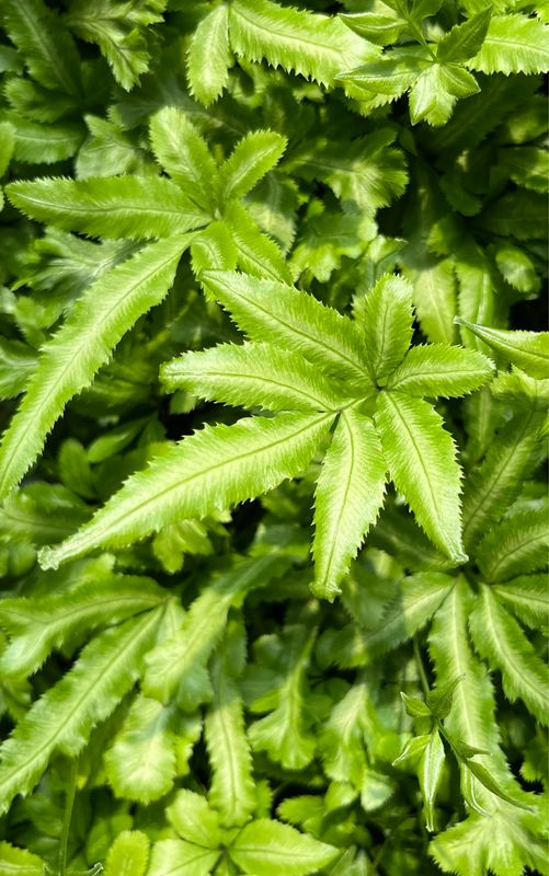 Fern: Mayi