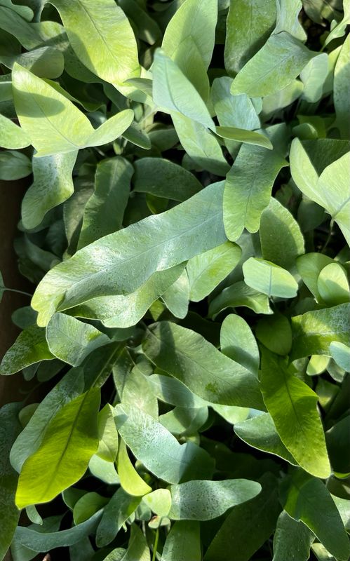 Fern: Blue Star
