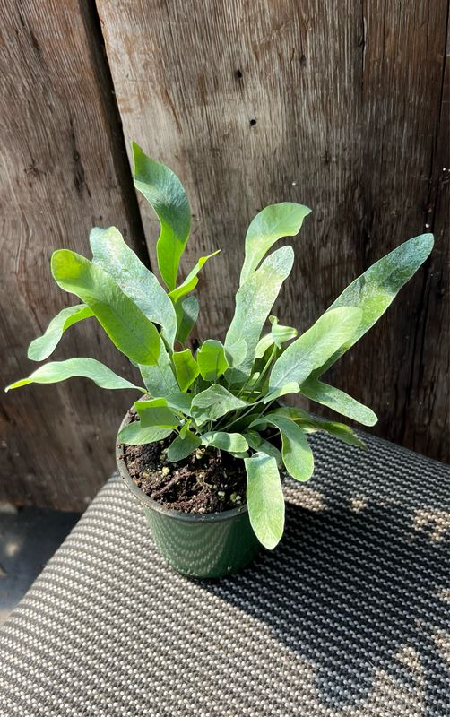 Fern: Blue Star
