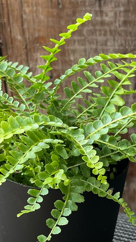 Fern: Lemon Button
