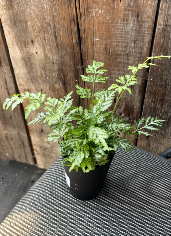 Fern: Silver Lace