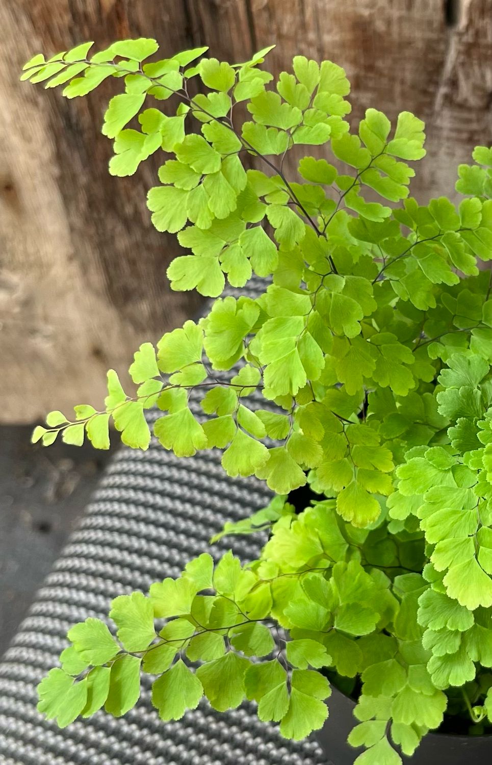 Fern - Maidenhair: Fritz Luthi