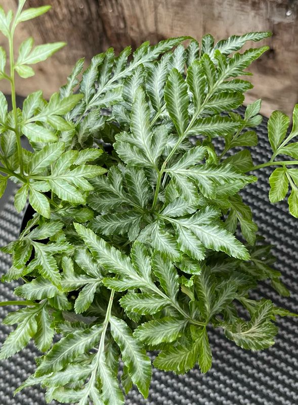 Fern: Silver Lace