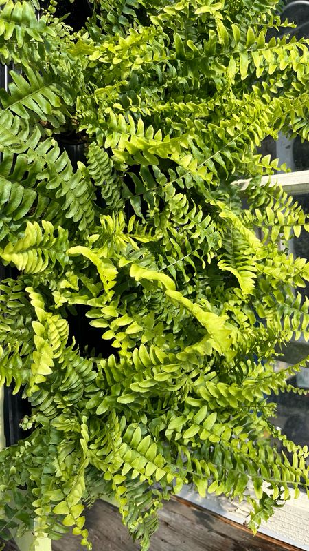 Fern: Boston