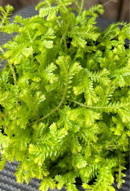 Selaginella Kraussiana: Club Moss