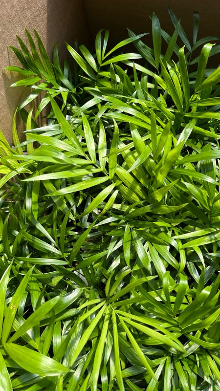 Neanthe: Bella Palm