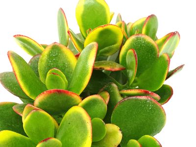 Crassula