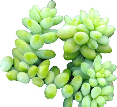 Sedum