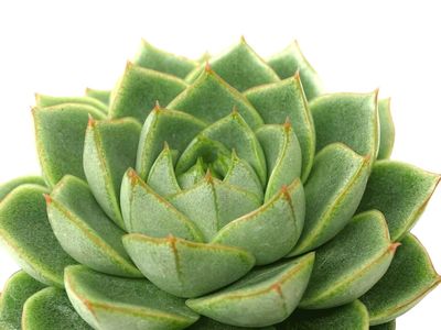 Echeveria